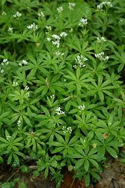 Image result for Galium