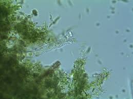 Image result for Eragrostis rotifer