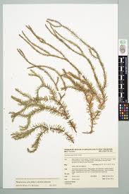 Image result for Huperzia dacrydioides
