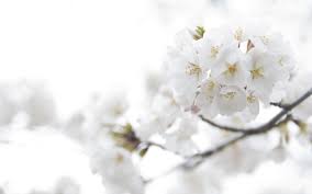 37,779 free photos of white flowers. White Flowers Desktop Wallpapers Top Free White Flowers Desktop Backgrounds Wallpaperaccess