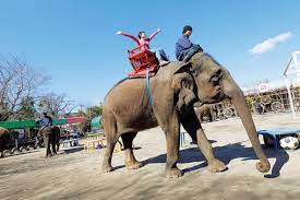 The site owner hides the web page description. å¸‚åŽŸãžã†ã®å›½ æ—¥æœ¬æœ€å¤§ç´šã®snsæ˜ ãˆè¦³å…‰æƒ…å ± ã‚¹ãƒŠãƒƒãƒ—ãƒ¬ã‚¤ã‚¹