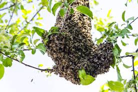 Get rid of bed bugs, ants, roaches, bees, rodents, and more. Bee Control Bee Removal In Desert Hills Anthem Cave Creek And Glendale Az Rid A Bird Pest Control Termite Control