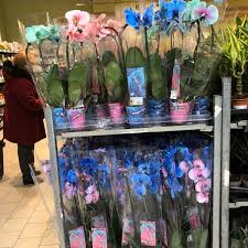 Masarea coapselor cu zat de cafea are efecte benefice in prevenirea celulitei. Orhidee Kaufland Lumea Fericirii