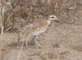 Image result for Pteris auquieri