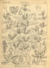 Image result for Psilotrichum