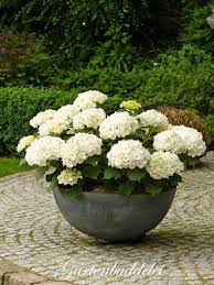 Pin By Leslie Snipes On Homes Gardens Green White Planting Hydrangeas Container Gardening Plants