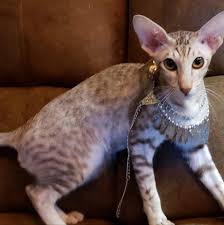 Oriental shorthair kittens for sale our oriental shorthair kittens can leave our care anywhere between 12 and 16 weeks of age. Sleepy Eye Oriental Cats Home Facebook
