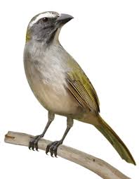 Trinca Ferro Png Passaro Trinca Ferro Passaros Brasileiros Desenho De Moto Empinando