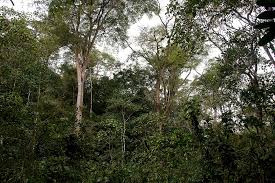 Image result for Funtumia africana