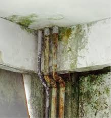 Moisture comes through the walls and floor causing mold in basement areas. What Does Basement Mold Look Like Basement Waterproofing Inc