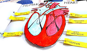 3d Human Heart For Science Project Ideas Science Projects 3d Human Science