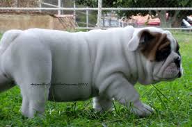 Puppies range $800 to $8,500. Arizona S Best English Bulldogs Home