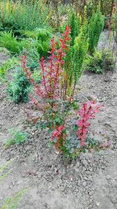 Helmond pillar barberry is primarily grown for its highly ornamental fruit. Tunberg S Barberry Of Helmond Pillar Buy In Kiev