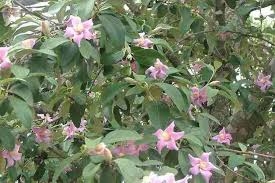 Image result for Lagunaria