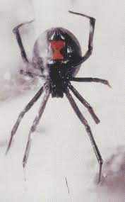 The treatment of black widow spider envenomation with antivenin latrodectus mactans: Arthropods In Dermatology Sciencedirect