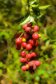 Image result for Lepisanthes senegalensis