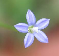 Image result for Wahlenbergia ramosissima
