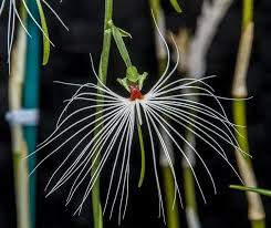 Image result for Habenaria macrura