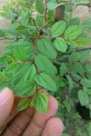 Manfaat dan khasiat daun bidara menjual tanaman bidara agustus 2015. 5 Manfaat Daun Pohon Bidara Yang Perlu Kamu Ketahui Bukareview