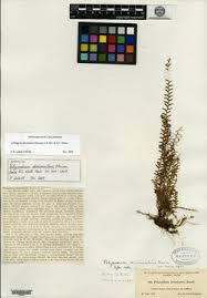 Image result for Lellingeria