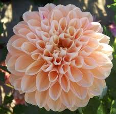French Doll Dahlias By Flower Name Flower Farm Beautiful Flowers Pretty Flowers