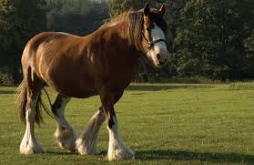 We have an extensive collection of amazing background images carefully chosen by our community. Breed Spotlight Clydesdale Farming Magazine