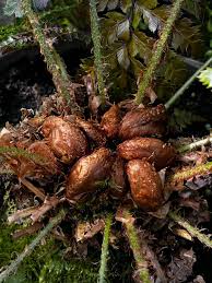 Image result for Asplenium rukararense