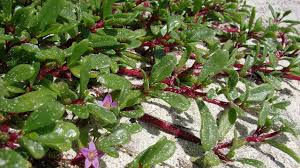 Its small yellow flowers have five petals and yellow stamens. Sea Purslane Sesuvium Portulacastrum Tucker Bush