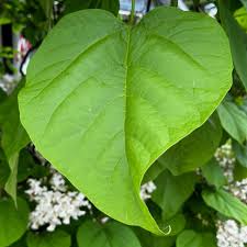Image result for Catalpa