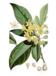 Image result for Cola clavata