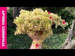 We did not find results for: Aptenia Cordifolia Original Y Variegata Youtube