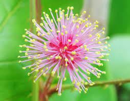 Mimosa Pudica Ou Malicia Flowers Mimosa Dandelion