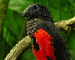 The pesquet's parrot is one of three parrots with bare (featherless) faces. Pesquet S Parrot Psittrichas Fulgidus Parrot Bird Species Beautiful Birds