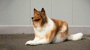 लाखों रुपये खर्च करके यह जापान का आदमी बन गया कुत्ता, आप भी देखें ये वायरल  वीडियो | viral video of a japanese man who has transformed himself into a  dog | HerZindagi