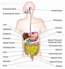 Digestive System Human Anatomy Human Digestive System Digestive System Diagram Endocrine System