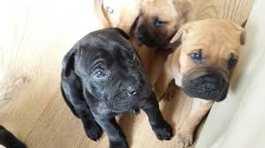 A mixed breed dog is any dog influenced by multiple breeds popular mixed breeds include the puggle (pug and beagle), ori pei (pug and chinese shar pei). Gorgeous Box Pei Puppies Shar Pei X Boxer Barnsley South Yorkshire Pets4homes