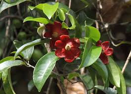 Image result for Uvaria