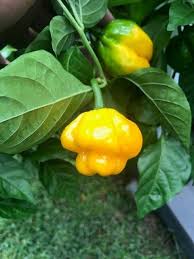 The tam is a flat round cap with a pompom or tassel in the center. Add Some Spice To Your Life With Scotch Bonnet Peppers