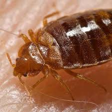 3737 west chapman avenue, orange, ca 92868, united states. Bed Bug Control Facts How To Get Rid Of Bed Bugs Traffic Pest Solutions