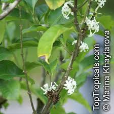 Image result for Pleiocarpa