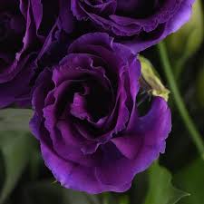 Satisfaction guarantee · 24/7 customer service · truly original gifts Can Can Purple Lisianthus