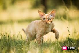 Learn some of the most common reasons does it seem like your cat is shedding so much that you could pick up her fur and knit yourself a sweater? Why Cats Are Thinner In Summer Three Main Reasons