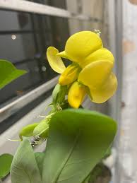 Image result for Crotalaria retusa