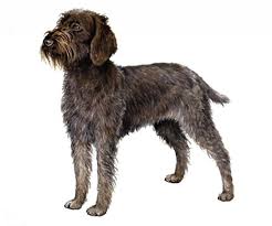 Eduard korthals—a dutch sportsman and breeder who studied canine genetics—wanted to create the ultimate walking. Wirehaired Pointing Griffon Pedigree