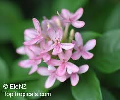 Image result for Ruspolia seticalyx