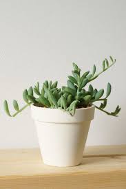 長い茎をカットしたアーモンドネックレス 京童子 Uchi De Green 多肉植物 植え替え セネシオ