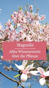 Melde dich für ein portraitshooting, paarshooting oder. Magnolie Pflanzen Pflegen Vermehren Magnolie Pflanzen Straucher Garten Magnolien