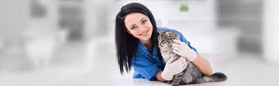 2,236 likes · 4 talking about this · 706 were here. Toledo Veterinarian Dogs Cats Exotic And Pocket Pets