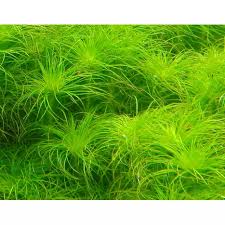 Image result for Eriocaulon setaceum