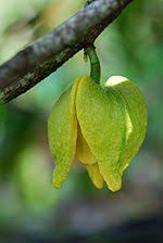 Fruit trees for sale to western europe. Soursop Wikipedia